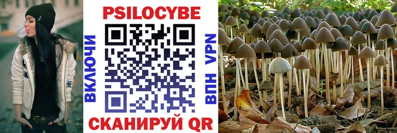 купить  цена  Новомичуринск  Галлюциногенные грибы Psilocybe 